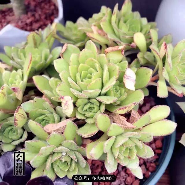 beat365官网:携手共进砥砺前行——濮阳市南乐县西湖幼儿园到濮阳市登月幼儿园跟岗学习(图4) beat·365