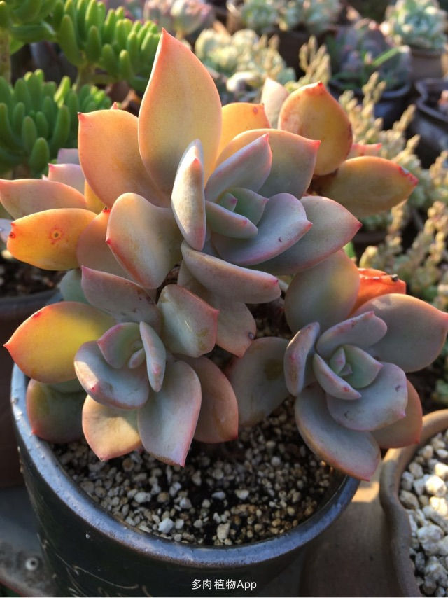 谁来保障幼儿园校车安全?“beat365官网”(图2) beat·365