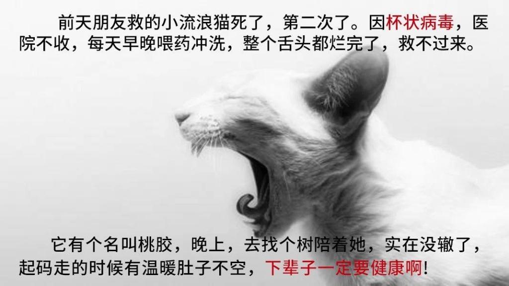 ‘beat365官网’青羊实验附小李莉(图2) beat365亚洲体育官方网站